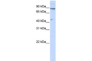 WB Suggested Anti-ZNF280C Antibody Titration:  0. (ZNF280C Antikörper  (N-Term))