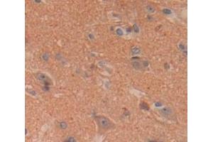 IHC-P analysis of Human Tissue, with DAB staining. (Contactin 1 Antikörper  (AA 736-1003))