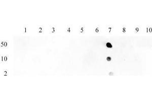 Histone H3 acetyl Lys23 pAb tested by dot blot analysis.