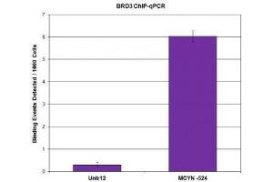 BRD3 antibody (pAb) tested by ChIP. (BRD3 Antikörper  (C-Term))
