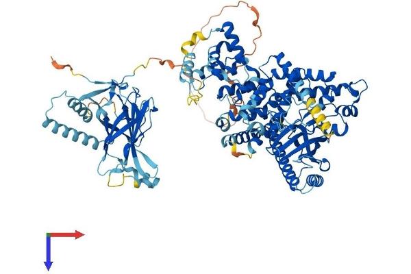 PIK3C3 Protein (AA 1-887) (His tag)