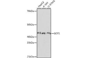 Western blot analysis of extracts of various cell lines, using GOT1 Rabbit mAb (ABIN7267426) at 1:1000 dilution. (GOT1 Antikörper)