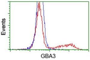 HEK293T cells transfected with either RC211035 overexpress plasmid (Red) or empty vector control plasmid (Blue) were immunostained by anti-GBA3 antibody (ABIN2454359), and then analyzed by flow cytometry. (GBA3 Antikörper  (AA 1-150, AA 370-469))