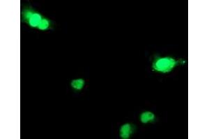Anti-DCK mouse monoclonal antibody (ABIN2454451) immunofluorescent staining of COS7 cells transiently transfected by pCMV6-ENTRY DCK (RC210767). (DCK Antikörper)