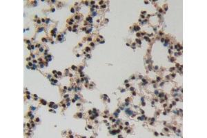 Used in DAB staining on fromalin fixed paraffin- embedded Kidney tissue (IRF8 Antikörper  (AA 1-327))