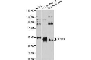 Western blot analysis of extracts of various cell lines, using IL2RG antibody (ABIN1873211) at 1:1000 dilution.