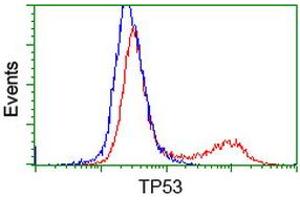 Image no. 4 for anti-Tumor Protein P53 (TP53) antibody (ABIN1499969) (p53 Antikörper)