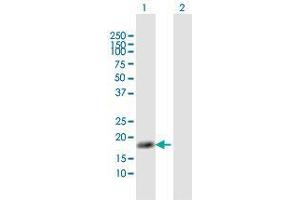 Western Blot analysis of NUDT1 expression in transfected 293T cell line by NUDT1 MaxPab polyclonal antibody.