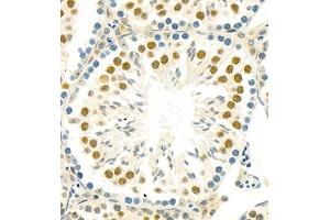 Immunohistochemistry of paraffin embedded mouse testis using BUB1 (ABIN7073237) at dilution of 1:800 (400x lens) (BUB1 Antikörper)