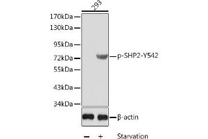 Western blot analysis of extracts from 293 cells using Phospho-SHP2-Y542 antibody (ABIN3019976, ABIN3019977, ABIN3019978 and ABIN1681974). (PTPN11 Antikörper  (pTyr542))