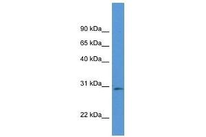 Western Blot showing Rpia antibody used at a concentration of 1. (Ribose 5-Phosphate Isomerase A (RPIA) (Middle Region) Antikörper)