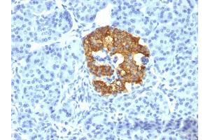 Formalin-fixed, paraffin-embedded human Pancreas stained with Insulin Mouse Monoclonal Antibody (2D11-H5).