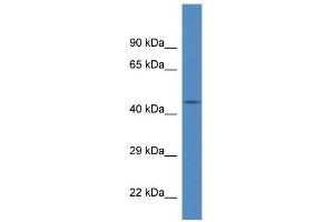 Western Blot showing FBXL20 antibody used at a concentration of 1 ug/ml against Fetal Brain Lysate (FBXL20 Antikörper  (N-Term))