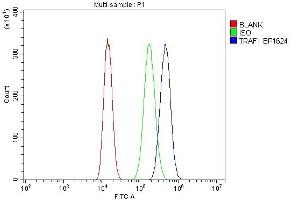Flow Cytometry analysis of A549 cells using anti-TRAF1 antibody (ABIN7600020). (TRAF1 Antikörper  (AA 14-404))