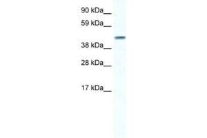 Western Blotting (WB) image for anti-Gap Junction Protein, alpha 5, 40kDa (GJA5) antibody (ABIN2461385) (Cx40/GJA5 Antikörper)