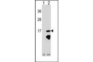 Western blot analysis of ERH (arrow) using ERH Antibody (N-term) Cat. (ERH Antikörper  (N-Term))