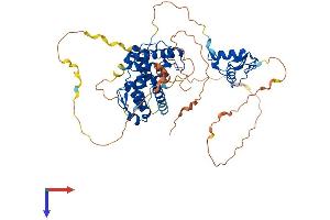 Retinoid X Receptor beta Protein (AA 1-533) (His tag)