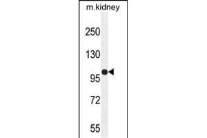 KIL Antibody (N-term) (ABIN654924 and ABIN2844567) western blot analysis in mouse kidney tissue lysates (35 μg/lane). (KIAA1324-Like Antikörper  (N-Term))