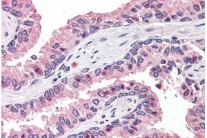 Anti-OLFM4 antibody  ABIN960797 IHC staining of human prostate.