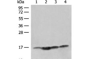 Western blot analysis of Human prostate tissue Jurkat cell Hela and HL-60 cell lysates using MAGOHB Polyclonal Antibody at dilution of 1:400 (Mago Nashi Homolog 2 Antikörper)