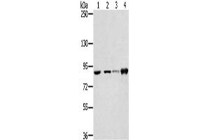 Gel: 6 % SDS-PAGE, Lysate: 40 μg, Lane 1-4: 823 cells, PC3 cells, 231 cells, hepg2 cells, Primary antibody: ABIN7130903(RNF214 Antibody) at dilution 1/250, Secondary antibody: Goat anti rabbit IgG at 1/8000 dilution, Exposure time: 20 seconds (RNF214 Antikörper)