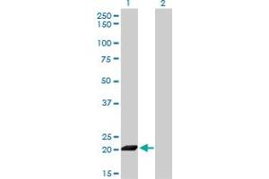 Western Blot analysis of ISG20 expression in transfected 293T cell line by ISG20 monoclonal antibody (M01), clone 1B2-3C9. (ISG20 Antikörper  (AA 1-181))