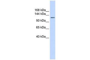 SLC24A1 antibody used at 1 ug/ml to detect target protein. (SLC24A1 Antikörper)