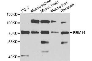 Western blot analysis of extracts of various cell lines, using RBM14 antibody (ABIN1874564) at 1:1000 dilution. (RBM14 Antikörper)