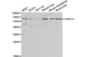 Western blot analysis of extracts of various cell lines, using CYP1A1 antibody (ABIN5971186) at 1/1000 dilution. (CYP1A1 Antikörper)