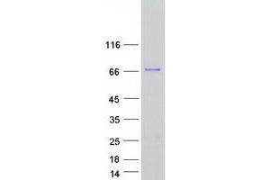 HNRNPR Protein (Transcript Variant 4) (Myc-DYKDDDDK Tag)