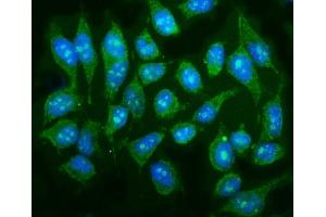 IF analysis of P38 Gamma/MAPK12 using anti-P38 Gamma/MAPK12 antibody (ABIN7600727).