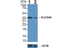 Western blot analysis of (1) Wild-type K562 cell lysate, and (2) SLC30A8 knockout K562 cell lysate, using Rabbit Anti-Human SLC30A8 Antibody (3 µg/ml) and HRP-conjugated Goat Anti-Mouse antibody ( (SLC30A8 Antikörper  (AA 263-369))