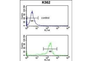 WDSUB1 Antibody (Center) (ABIN652763 and ABIN2842501) flow cytometry analysis of K562 cells (bottom histogram) compared to a negative control cell (top histogram). (WDSUB1 Antikörper  (AA 303-331))