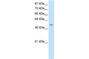 ERAL1 antibody used at 0. (ERAL1 Antikörper)