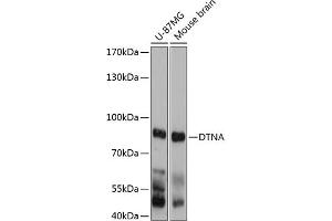 Western blot analysis of extracts of various cell lines, using DTNA antibody (ABIN6130949, ABIN6139849, ABIN6139850 and ABIN6215637) at 1:3000 dilution. (DTNA Antikörper  (AA 240-480))