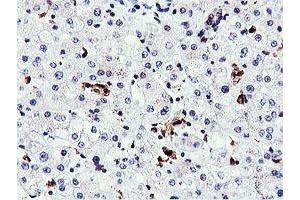 Image no. 6 for anti-Arginyl Aminopeptidase (Aminopeptidase B) (RNPEP) antibody (ABIN1500729) (RNPEP Antikörper)