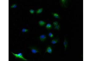 Immunofluorescence staining of U251 cells with ABIN7174397 at 1:100, counter-stained with DAPI. (FAM105B Antikörper  (AA 1-287))