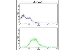 ATG14 Antibody (N-term) (ABIN388584 and ABIN2849826) flow cytometric analysis of Jurkat cells (bottom histogram) compared to a negative control cell (top histogram). (ATG14 Antikörper  (N-Term))