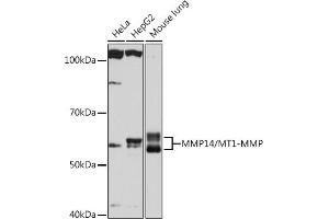 Western blot analysis of extracts of various cell lines, using MMP14/MMP14/MT1-MMP Rabbit mAb (ABIN7268420) at 1:1000 dilution. (MMP14 Antikörper)