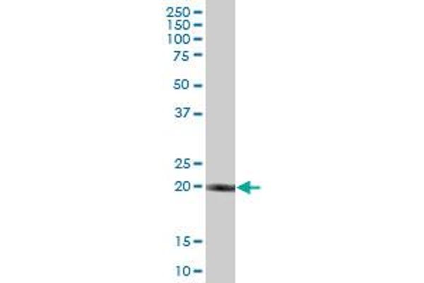 ELMOD3 antibody  (AA 1-391)