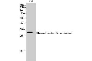 Western Blotting (WB) image for anti-Factor Xa Activated HC (cleaved), (Ile235) antibody (ABIN6286731) (Factor Xa Activated HC (cleaved), (Ile235) Antikörper)
