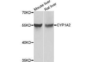 Western blot analysis of extracts of various cell lines, using CYP1A2 antibody. (CYP1A2 Antikörper)
