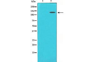 Western blot analysis on 293 cell lysate using MCM2 Antibody. (MCM2 Antikörper  (N-Term))