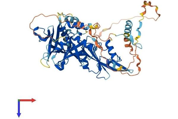 GRB7 Protein (AA 1-532) (His tag)