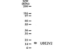 Image no. 1 for anti-Ubiquitin-Conjugating Enzyme E2 Variant 2 (UBE2V2) (AA 12-28) antibody (ABIN208904) (UBE2V2 Antikörper  (AA 12-28))