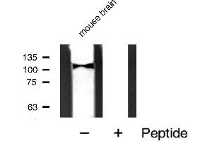 Western blot analysis of MYPT1 expression in mouse brain tissue extract. (PPP1R12A Antikörper  (C-Term))