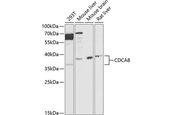 CDCA8 Antikörper  (AA 1-280)