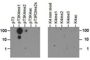 Dot Blot of Rabbit Histone H3 [p Thr3, Monomethyl Lys4] Antibody. (Histone 3 Antikörper  (H3K4me, pThr3))