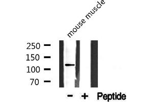 Western blot analysis of extracts from mouse muscle, using Collagen I α2 antibody. (COL1A2 Antikörper  (N-Term))