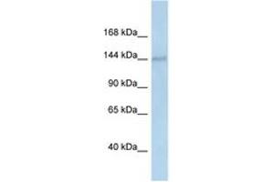 Image no. 1 for anti-DEAH (Asp-Glu-Ala-His) Box Polypeptide 38 (DHX38) (AA 240-289) antibody (ABIN6747319) (DHX38 Antikörper  (AA 240-289))